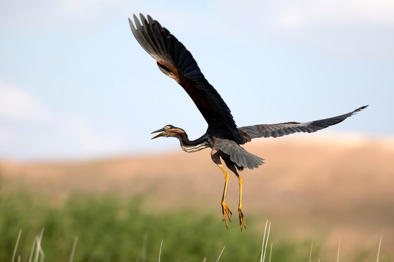 Wildlife and Birding Opportunities That Catch You Off Guard