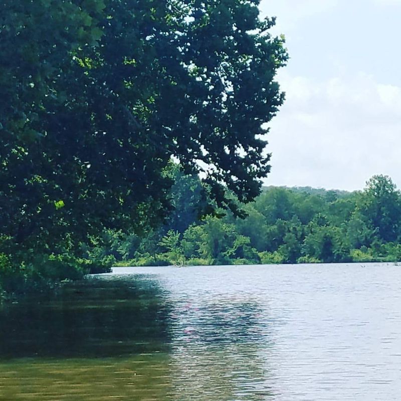 Wildlife and Birdwatching Along the Shoreline