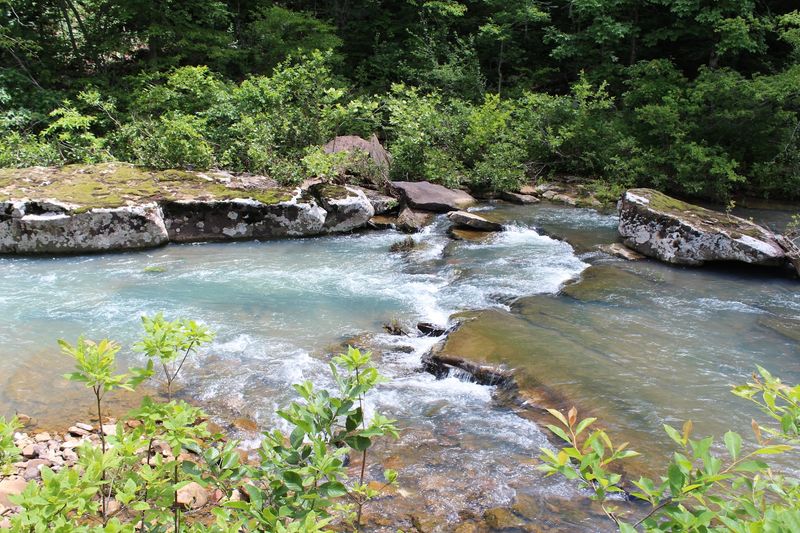 Wildlife and Nature Along the Kings River: More Than Just a Waterfall