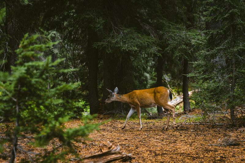 Wildlife and Nature Around the Lake: What Shares This Space With You
