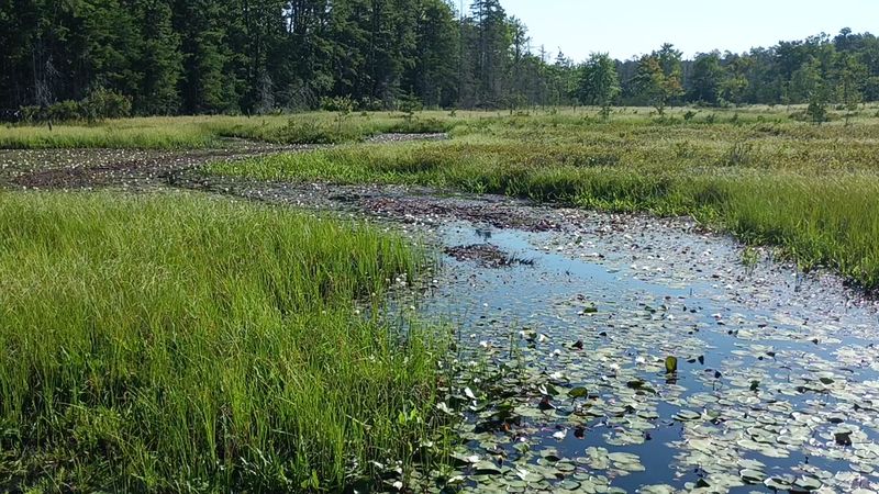 Wildlife and Nature at the Reclaimed Cranberry Bogs