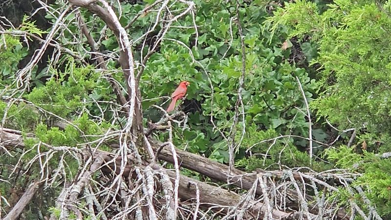 Wildlife and Plant Life Inside the Canyon