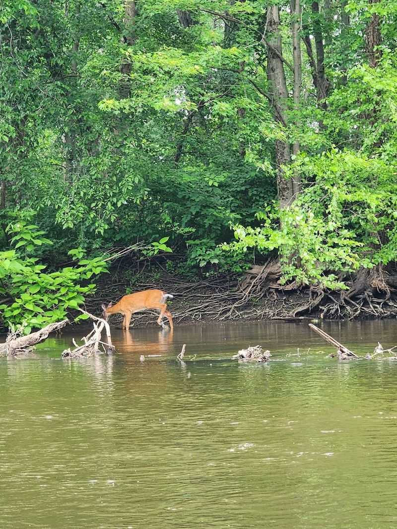 Wildlife and Scenery That Remind You Nature Is Still Out There