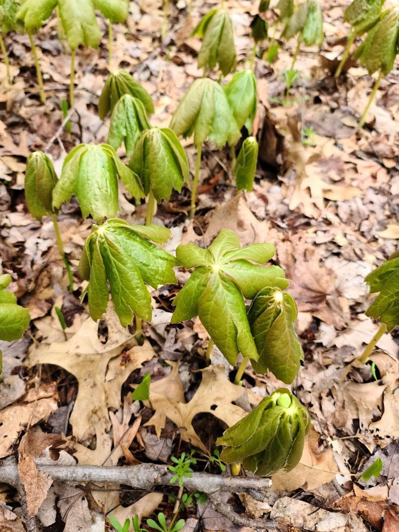 Wildlife and Wild Plants That Will Genuinely Surprise You