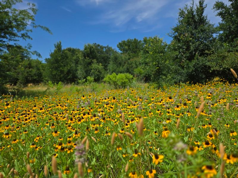 Wildlife and Wild Spaces Hidden Inside the Suburbs Wildlife and Wild Spaces Hidden Inside the Suburbs