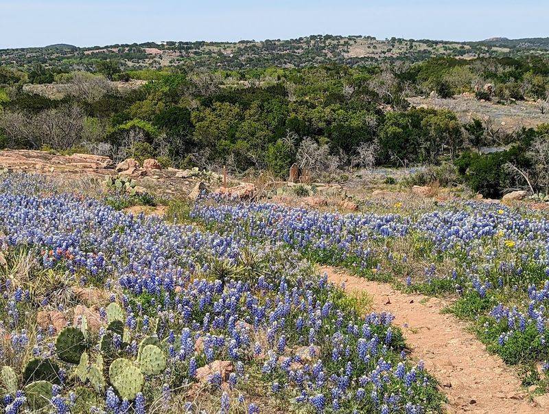 Wildlife and Wildflowers Along the Shore