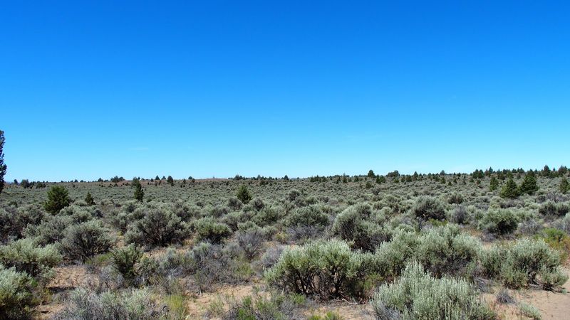 Wildlife and the Landscape Around the Fissure