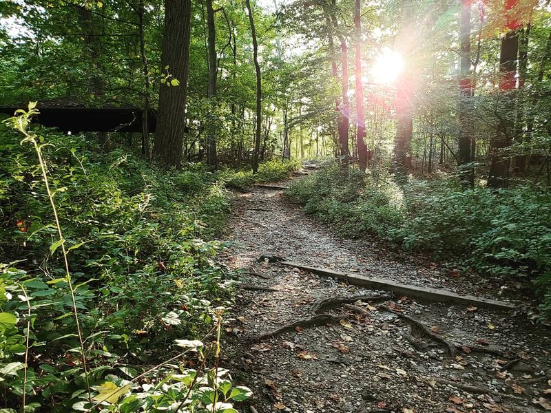 Wildlife and the Living Forest: More Than Just Trees