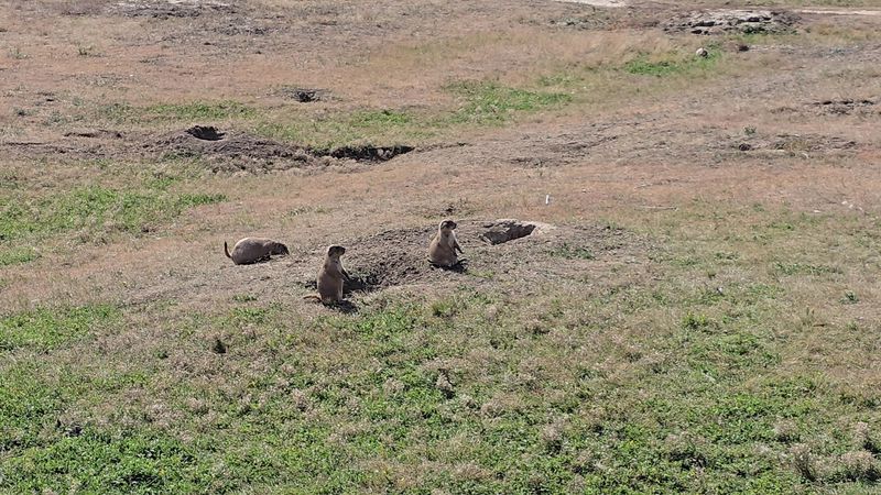 Wildlife and the Prairie Dog Towns Nearby