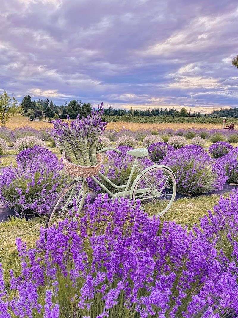 Willamette Valley Lavender Festival, Salem, Oregon