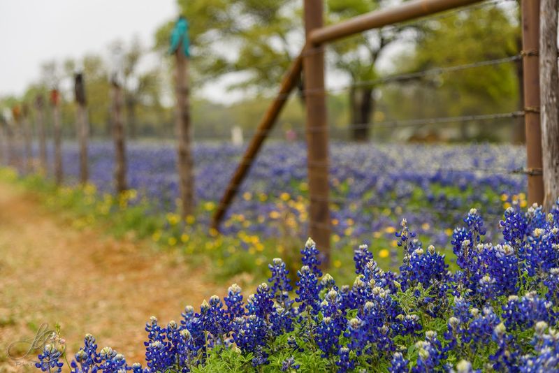 Willow City Loop, Bluebonnet Country
