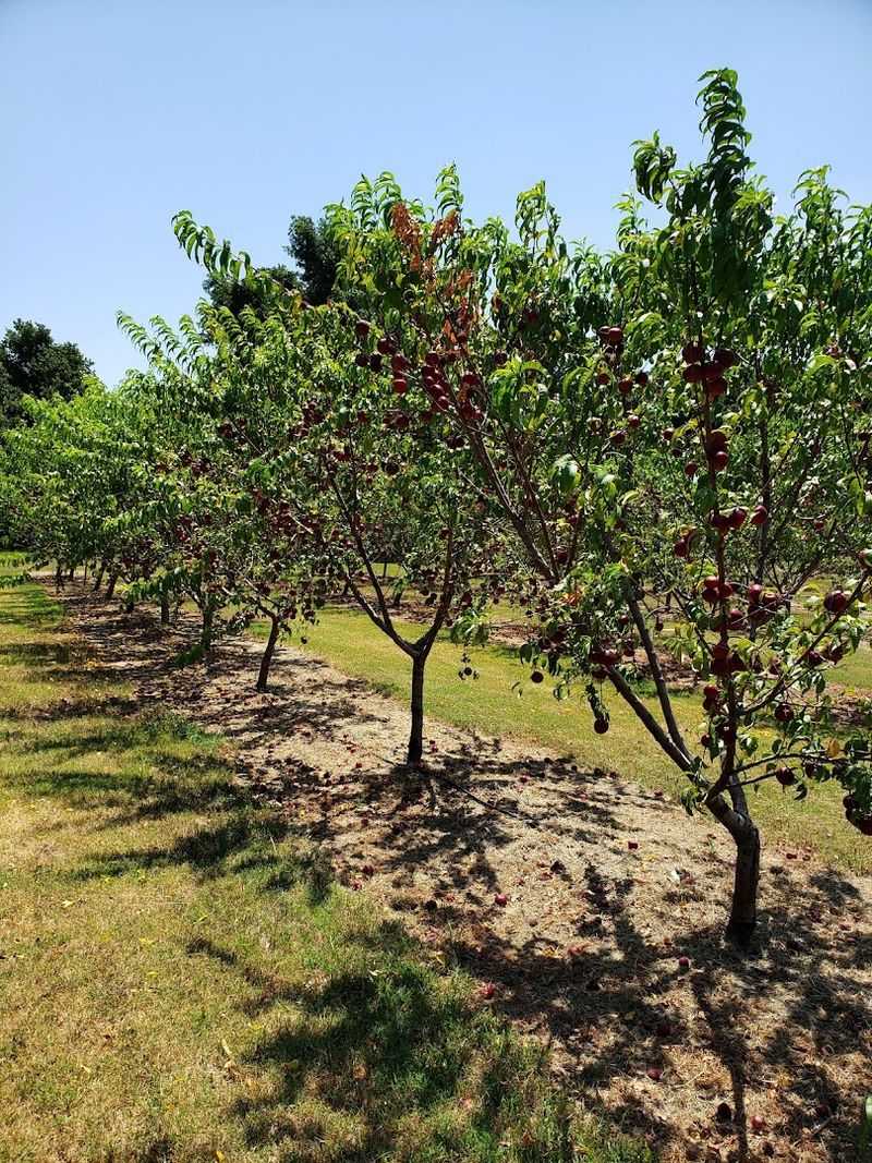 Wind Drift Orchards, Harrah