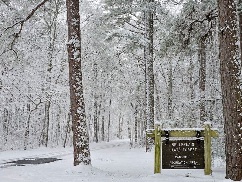 Winter Visits That Turn the Forest Into a Quiet Fairytale