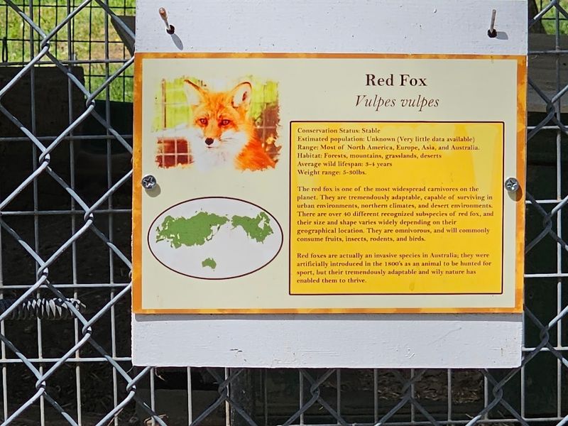 Wolves and Foxes: The Surprise Residents
