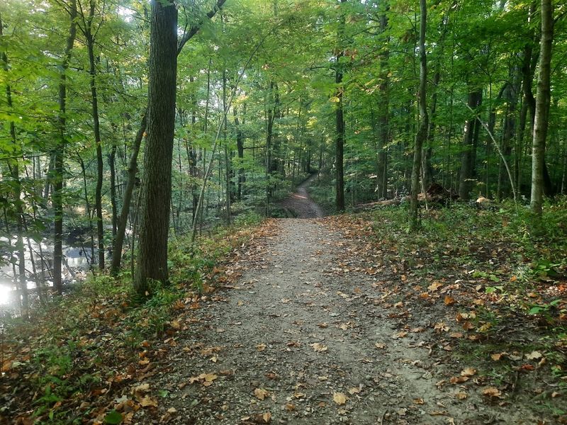 Wooded Trails That Feel Like a Real Forest Discovery