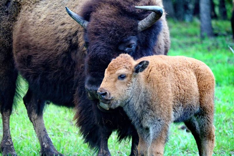 Woolaroc Museum and Wildlife Preserve, Bartlesville, Oklahoma