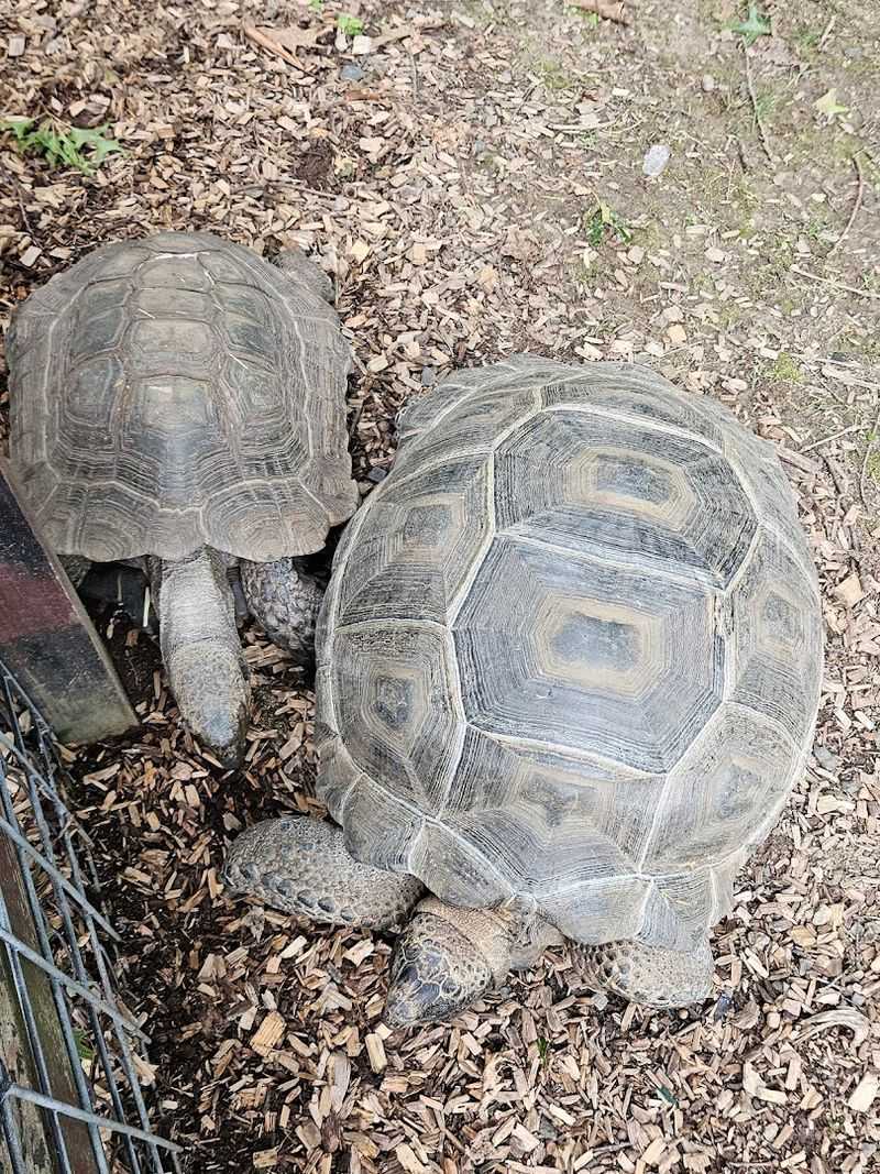 From Farmland to Family Zoo: The Origin Story