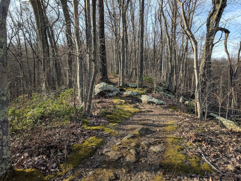 #1 Store Trail