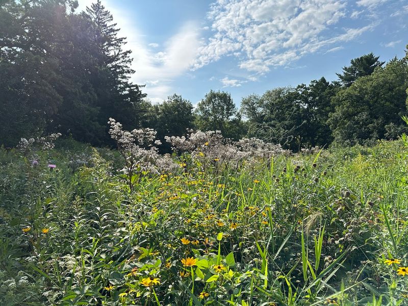 18 Acres of Pure Native Minnesota Wilderness