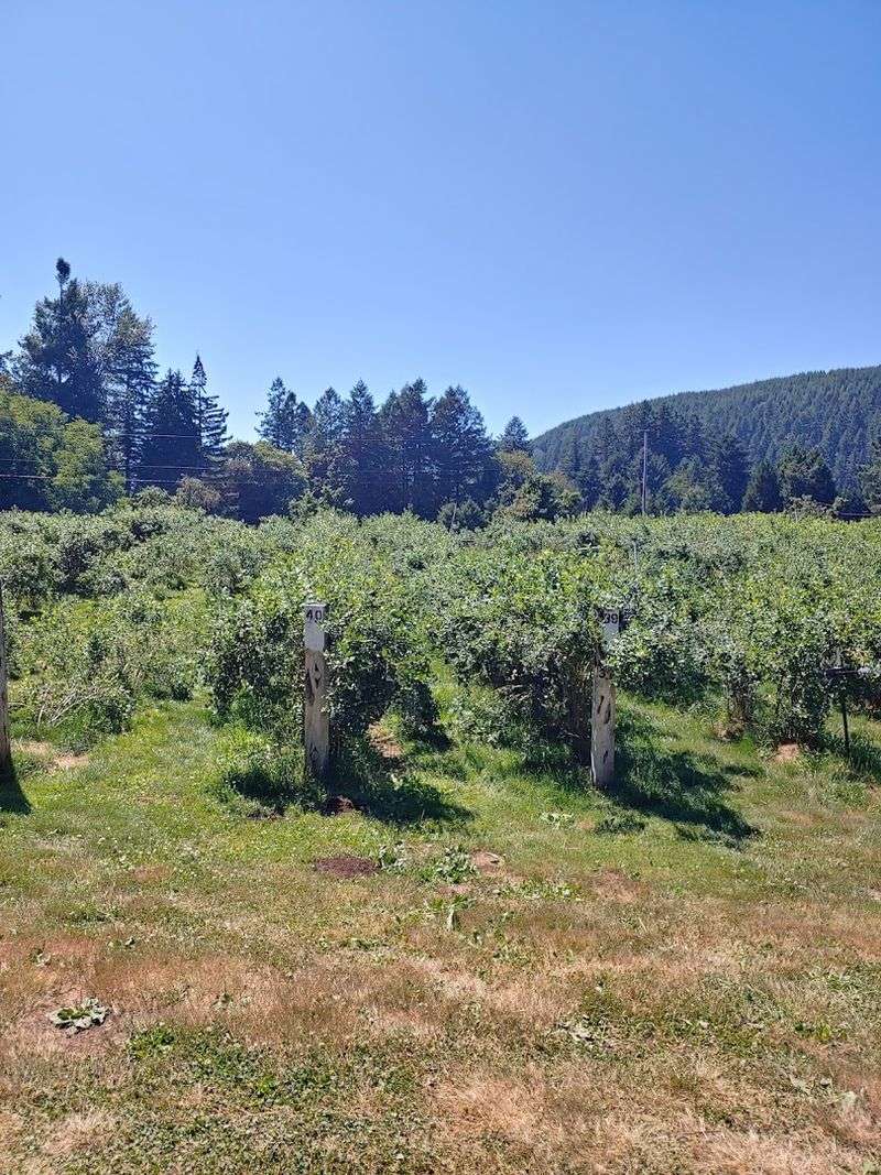 A Beautiful Setting Next to the McKenzie River