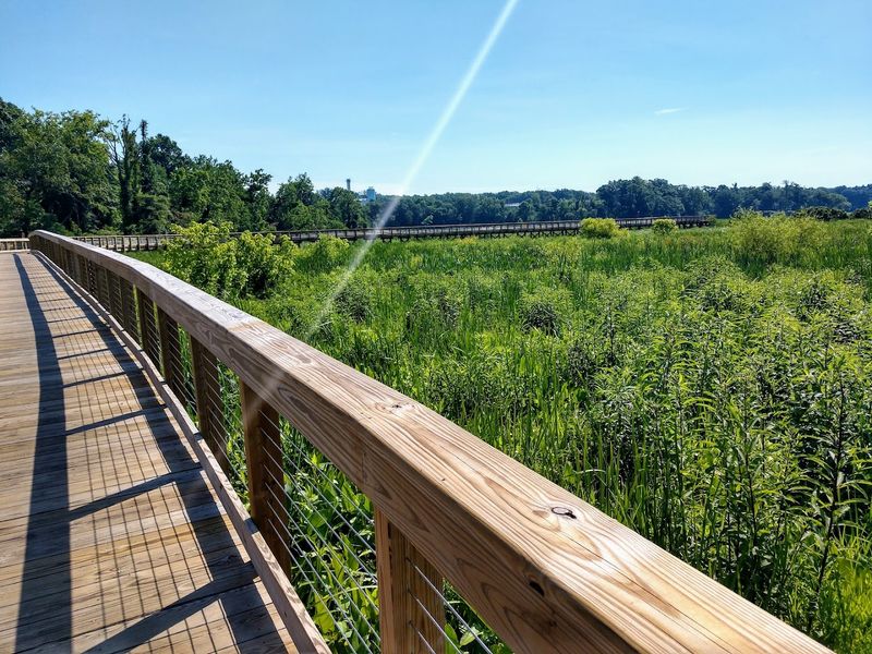A Boardwalk That Actually Floats Above the Wild