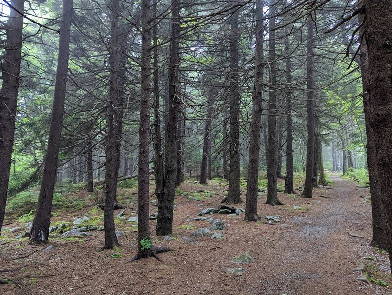 A Boreal Forest at the Summit