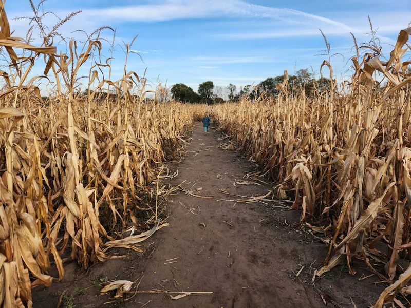 A Corn Maze That Can Actually Get You Lost