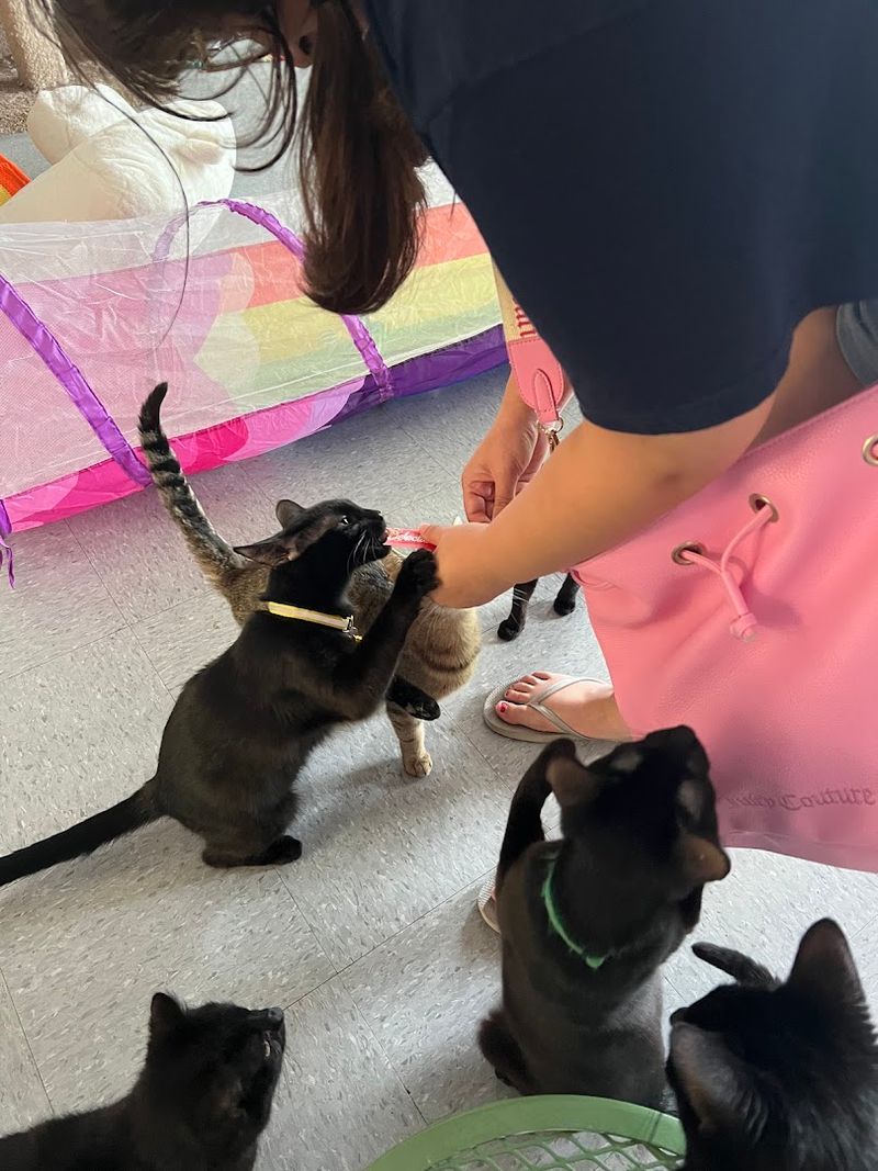 A Dedicated Lounge Houses Adoptable Rescue Animals A Dedicated Lounge Houses Adoptable Rescue Animals