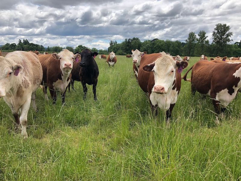 A Farm Built on Honest, Hormone-Free Values