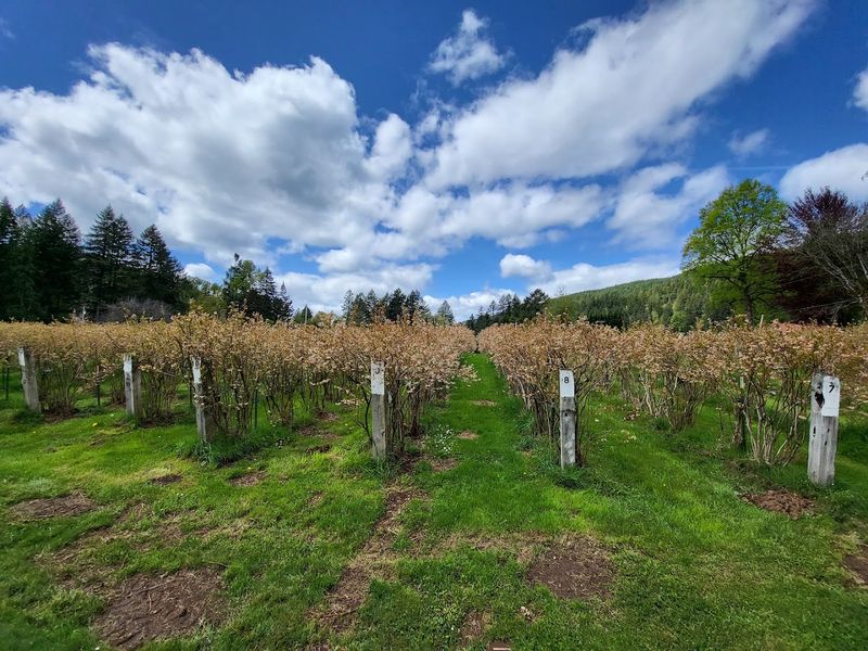 A Farm With Deep Roots and 6,000 Blueberry Plants