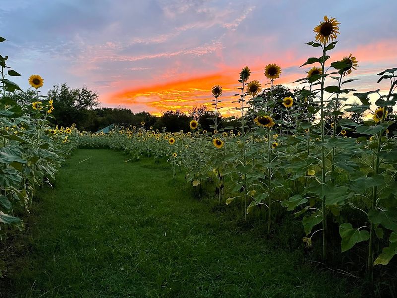 A Field Designed With Photographers in Mind
