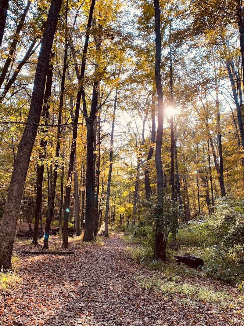 A Forest Preserve Unlike Any Other A Forest Preserve Unlike Any Other