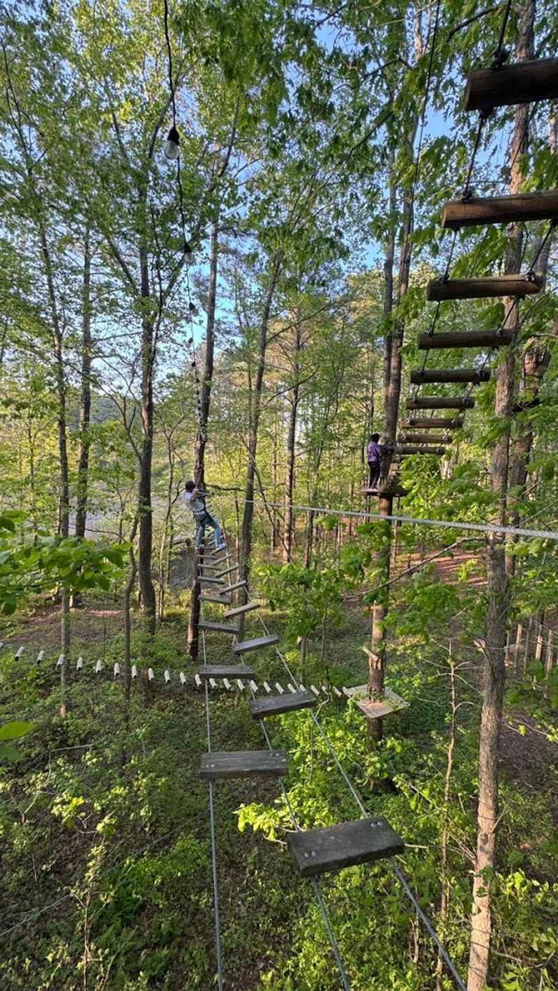 A Forest That Dares You to Climb Higher