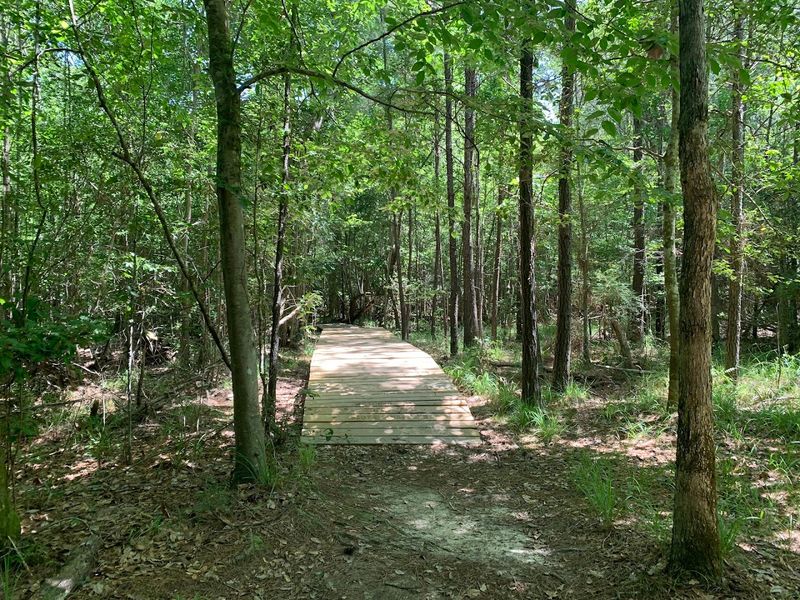 A Forest That Feels Bigger Than It Is