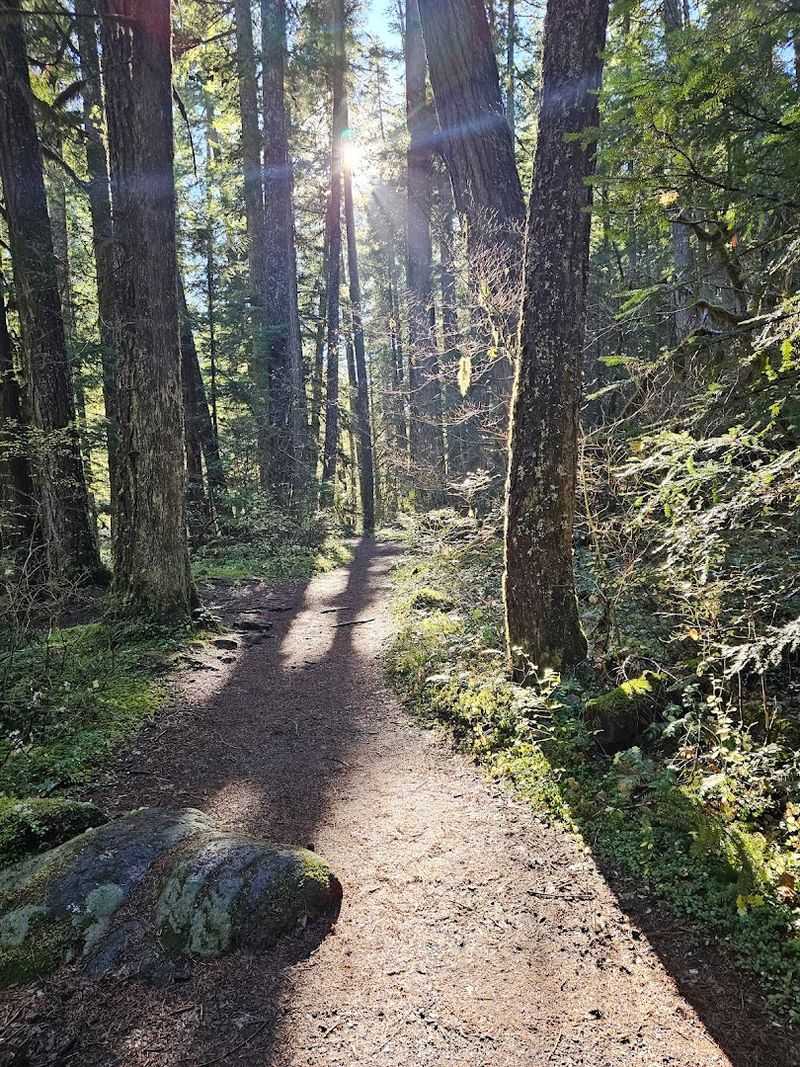 A Forest Walk Unlike Any Other in Oregon