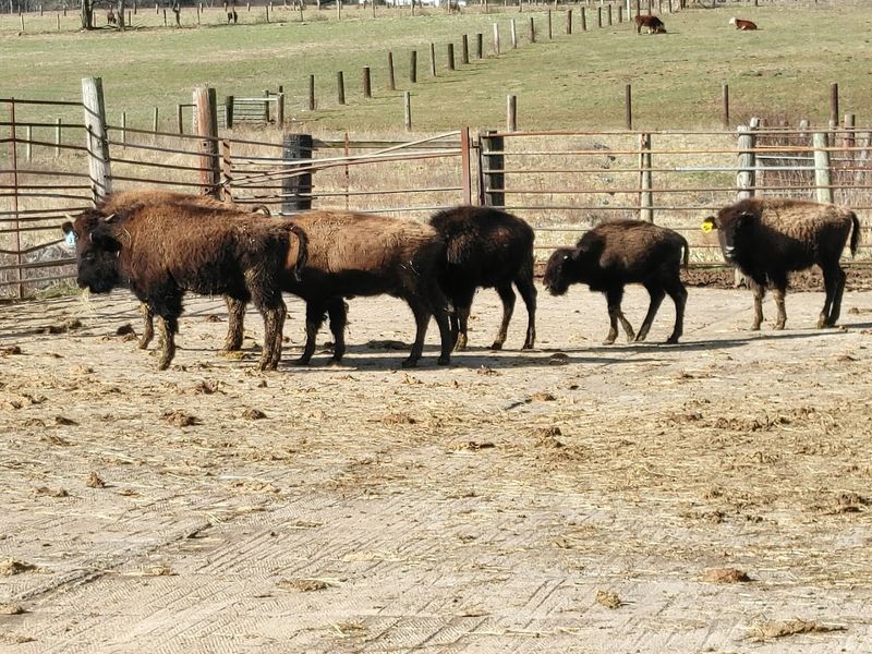 A Herd That Freezes You in Place