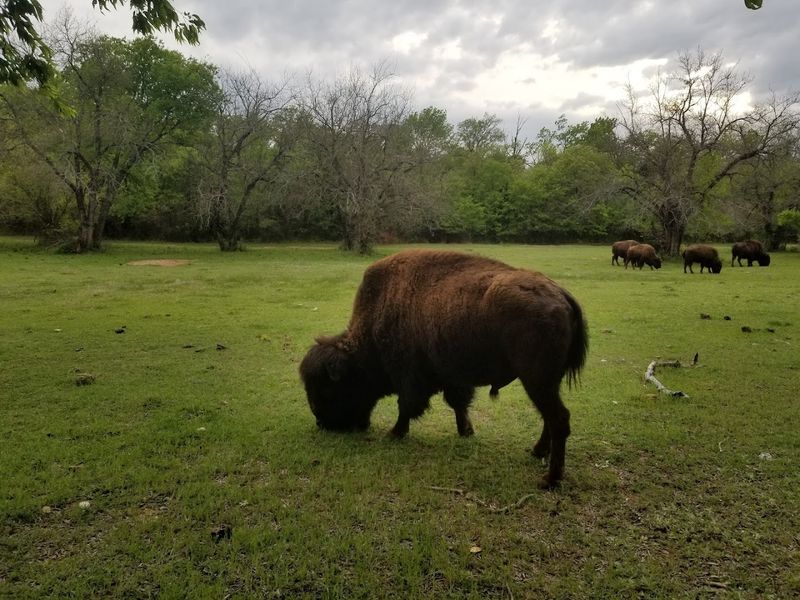 A Herd With Deep Oklahoma Roots