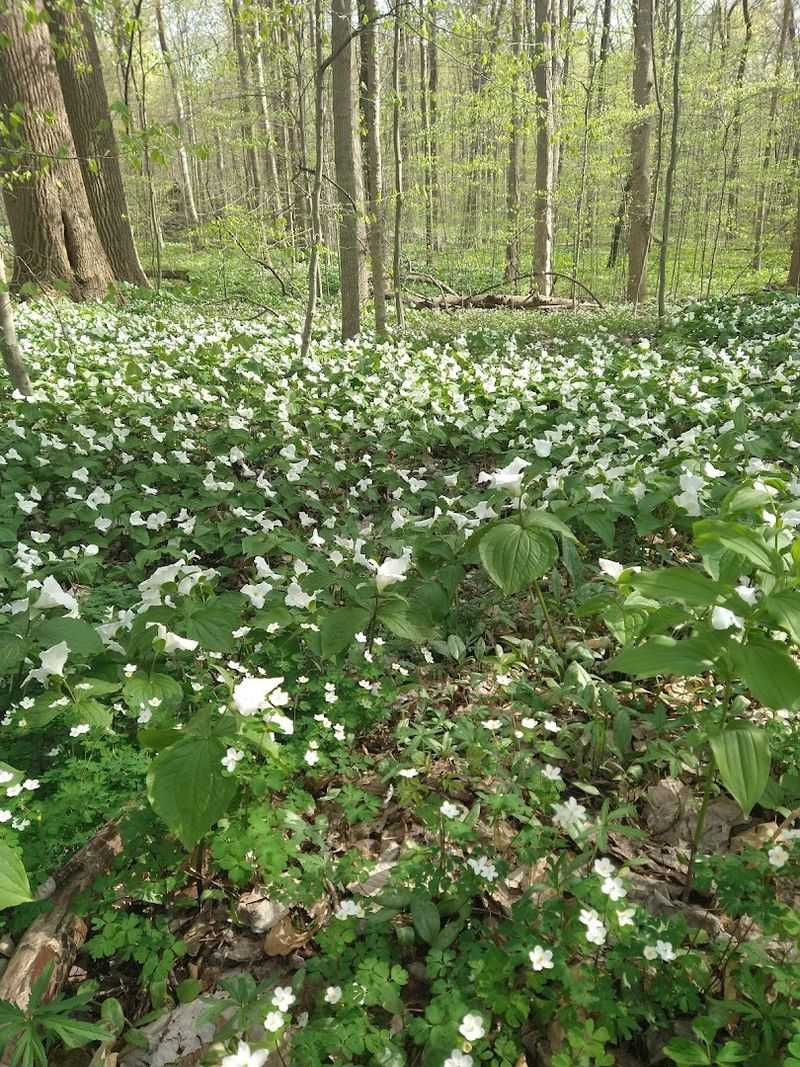 A Nature Preserve Bursting With Spring Wildflowers