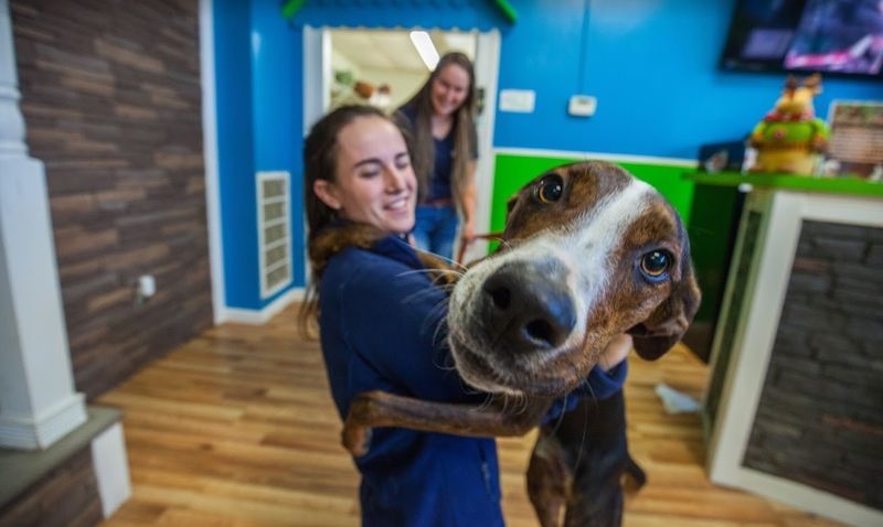 A Pet Taxi Service That Takes Convenience Seriously