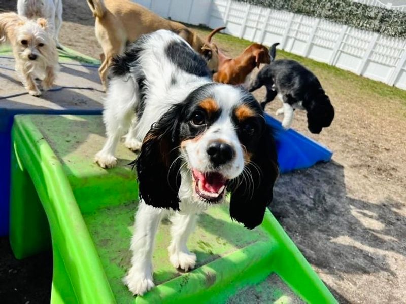 A Place Built Around How Dogs Actually Think