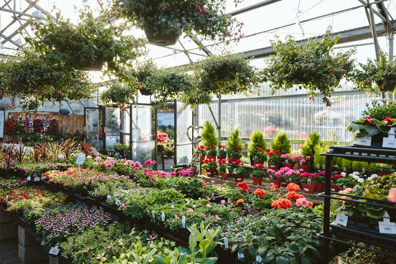A Plant Selection That Covers Every Corner of Your Home A Plant Selection That Covers Every Corner of Your Home