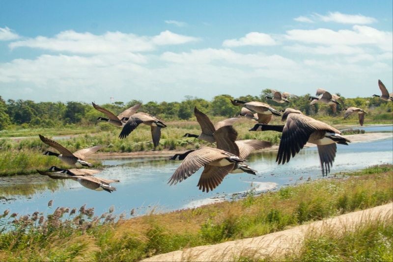 A Prime Spot on the Atlantic Flyway