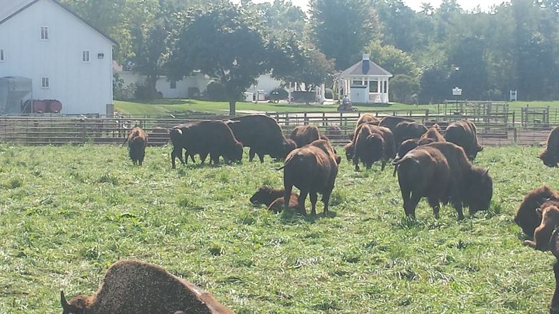 A Real Multi-Generational Family Ranch With Deep Indiana Roots
