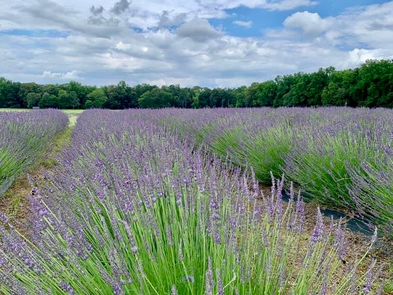 A Sea of Purple That Hits Different in Real Life A Sea of Purple That Hits Different in Real Life
