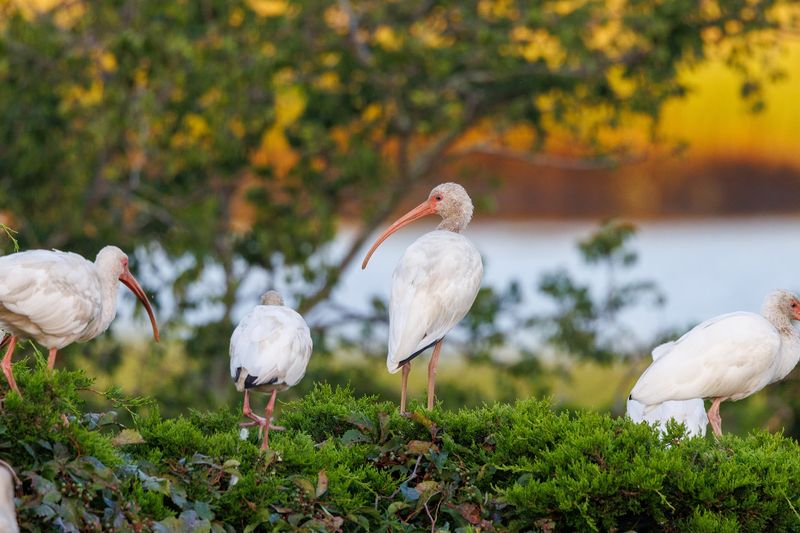 A Species List That Makes Birders Giddy A Species List That Makes Birders Giddy