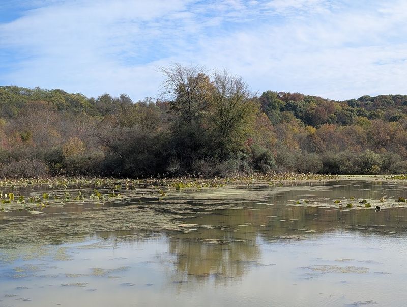 A Superfund Site That Nature Refused to Abandon