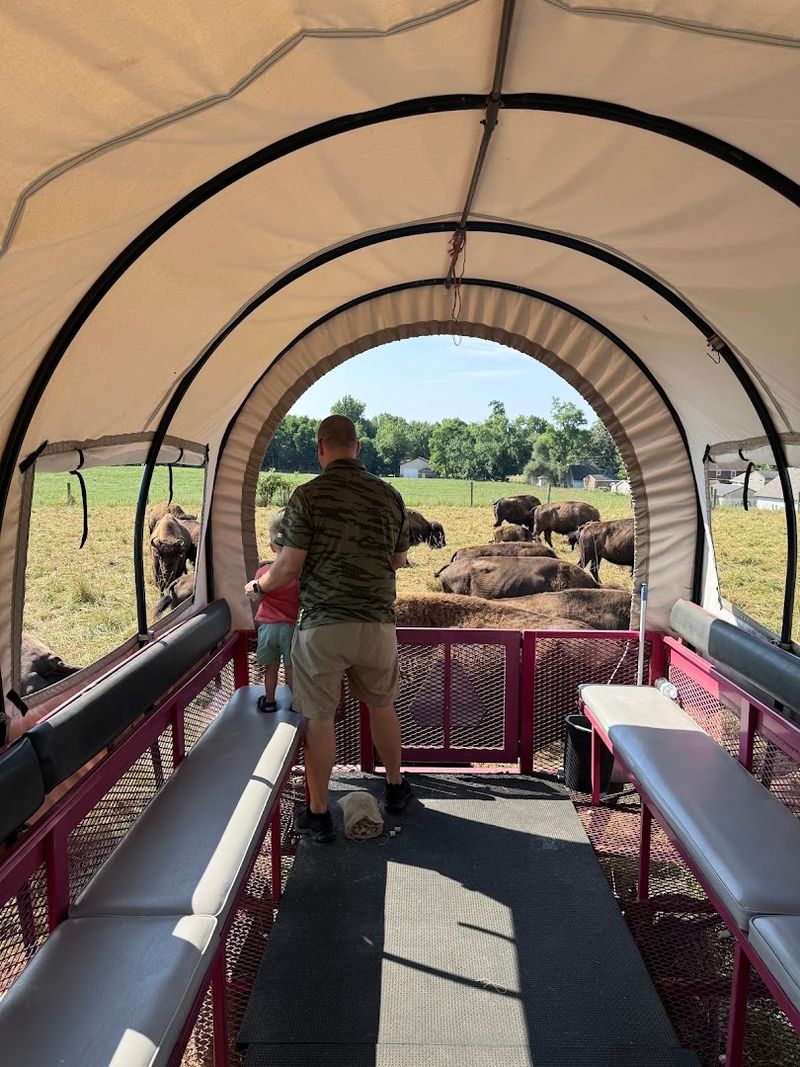 A Tractor Wagon Ride Straight Into the Herd