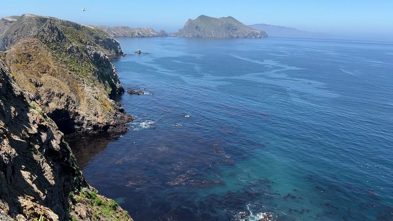 A Wildlife Scene Unlike Anything on the Mainland