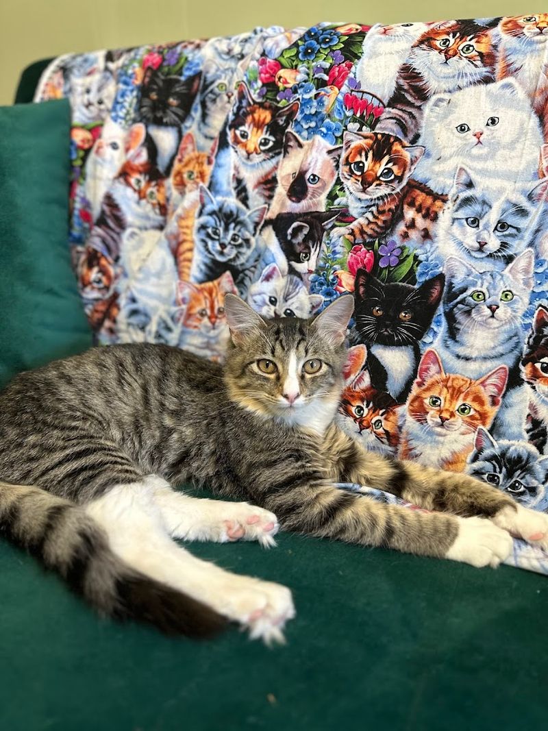 Adopting a Cat in the Most Comfortable Setting Possible