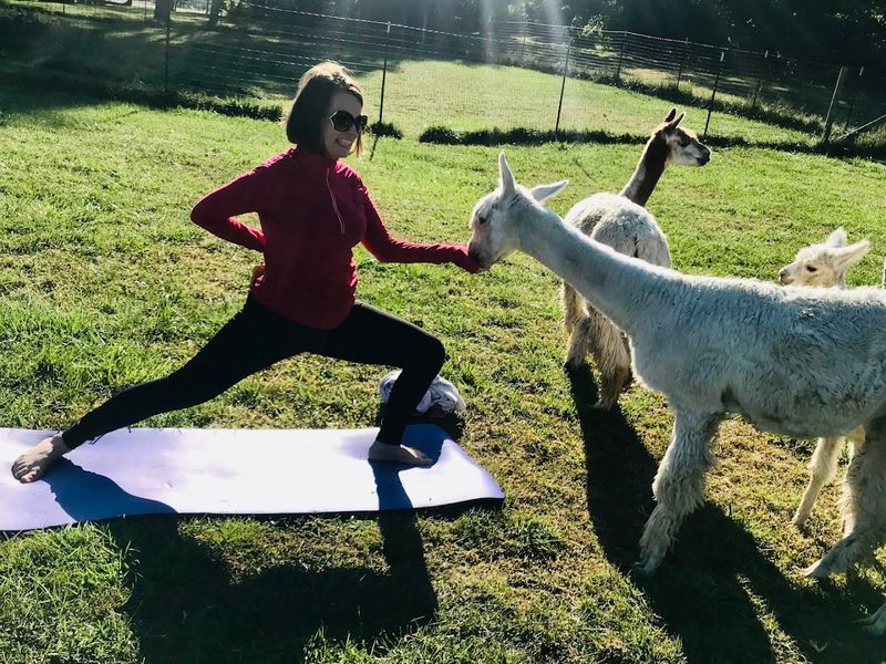 Alpaca Yoga Right Inside the Pasture Alpaca Yoga Right Inside the Pasture
